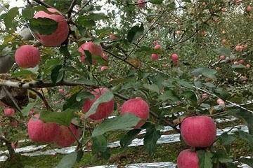 农极客教大家如何给苹果树秋施基肥，干货满满(图1)
