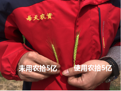 小麦麦穗对照图.jpg