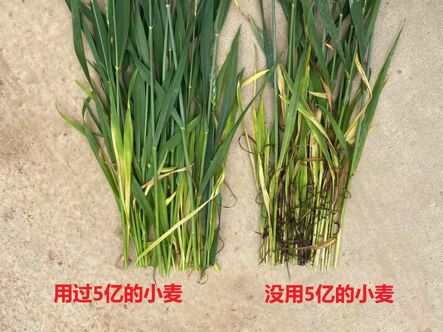 小麦底肥用微生物菌剂效果怎么样？看看河南漯河种植户的试验效果(图7)