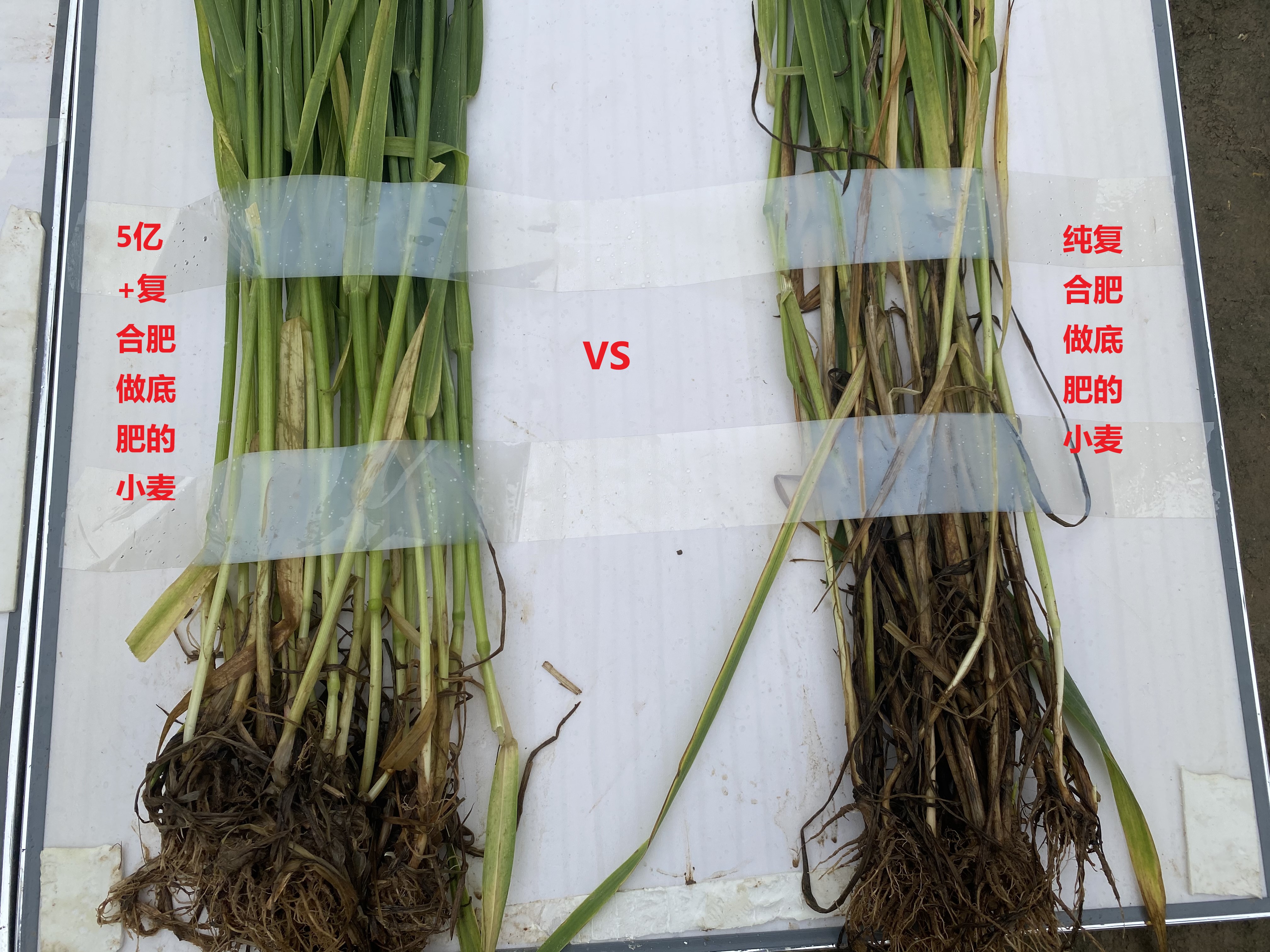 小麦底肥用微生物菌剂效果怎么样？看看河南漯河种植户的试验效果(图10)