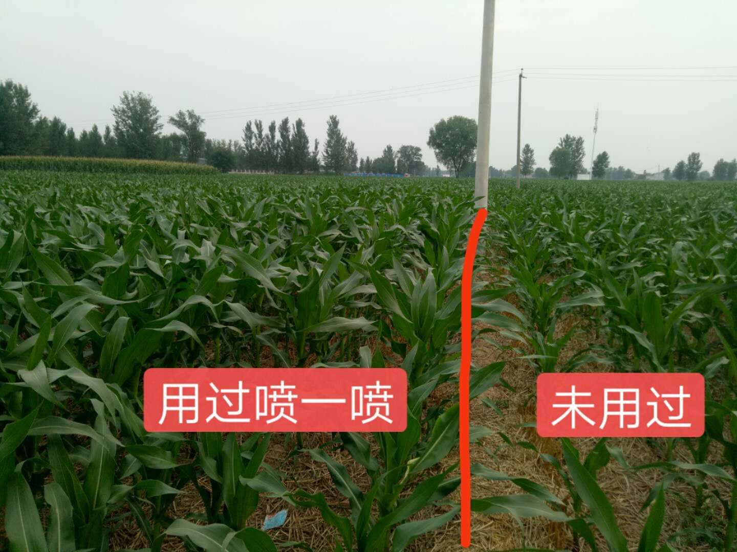 玉米控旺专用 - 叶面肥系列 - 蕾诺（北京）生物科技有限公司官网丨蕾诺特种肥丨蕾诺特种肥料：特种叶面肥、特种冲施肥、特种水溶肥
