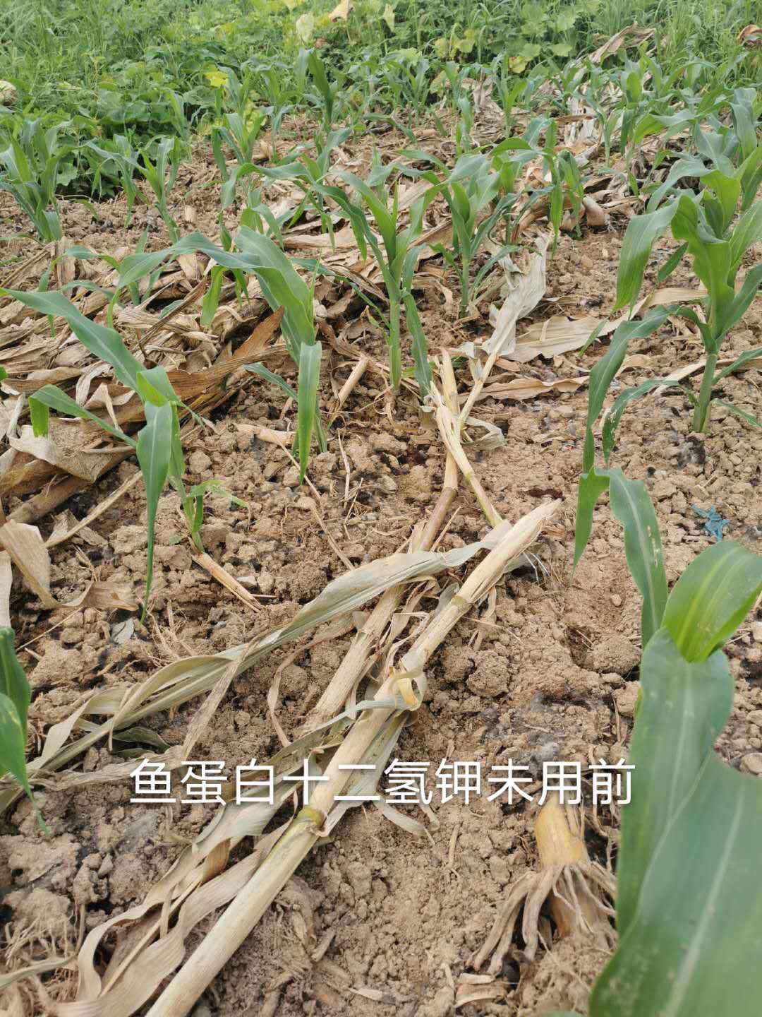 叶面肥使用前玉米长势.jpg
