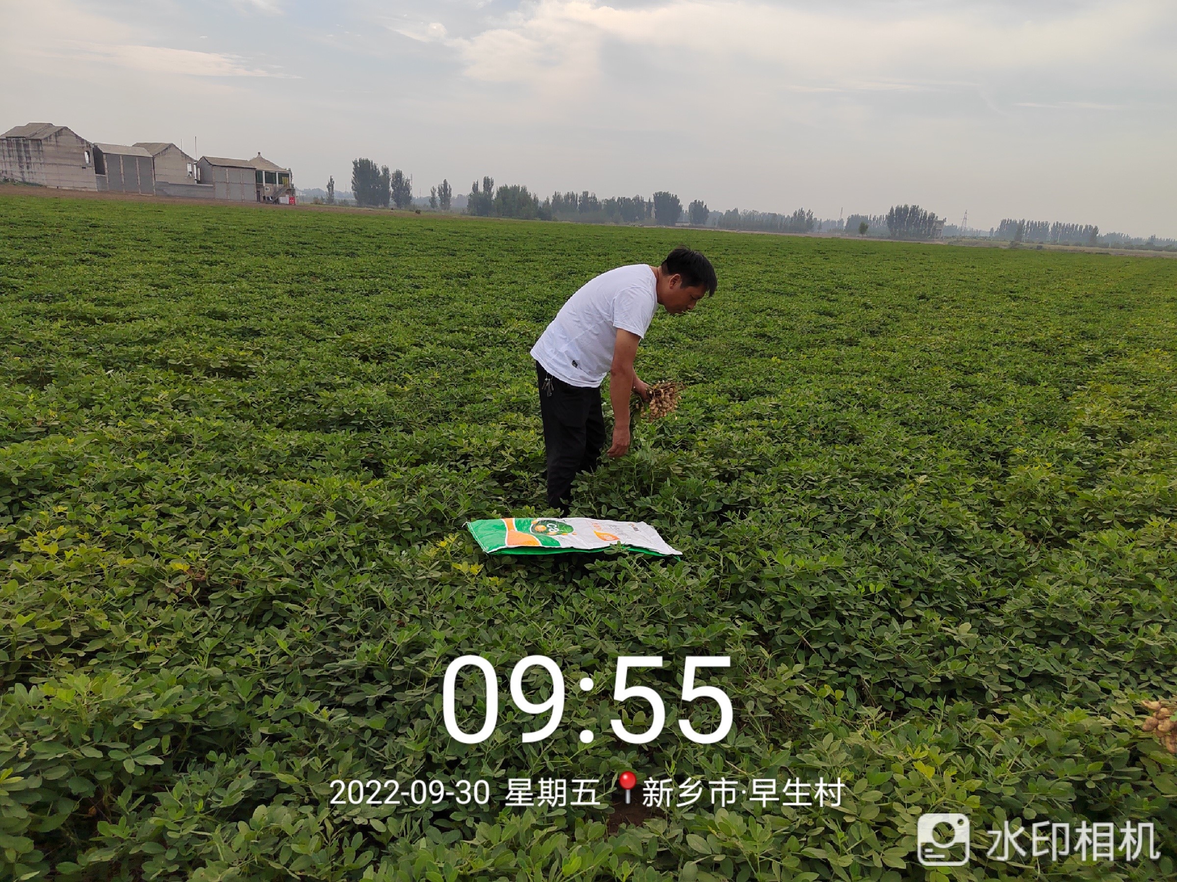 河南辉县花生用了农极客钙加菌，活杆成熟不怕阴雨天(图1)