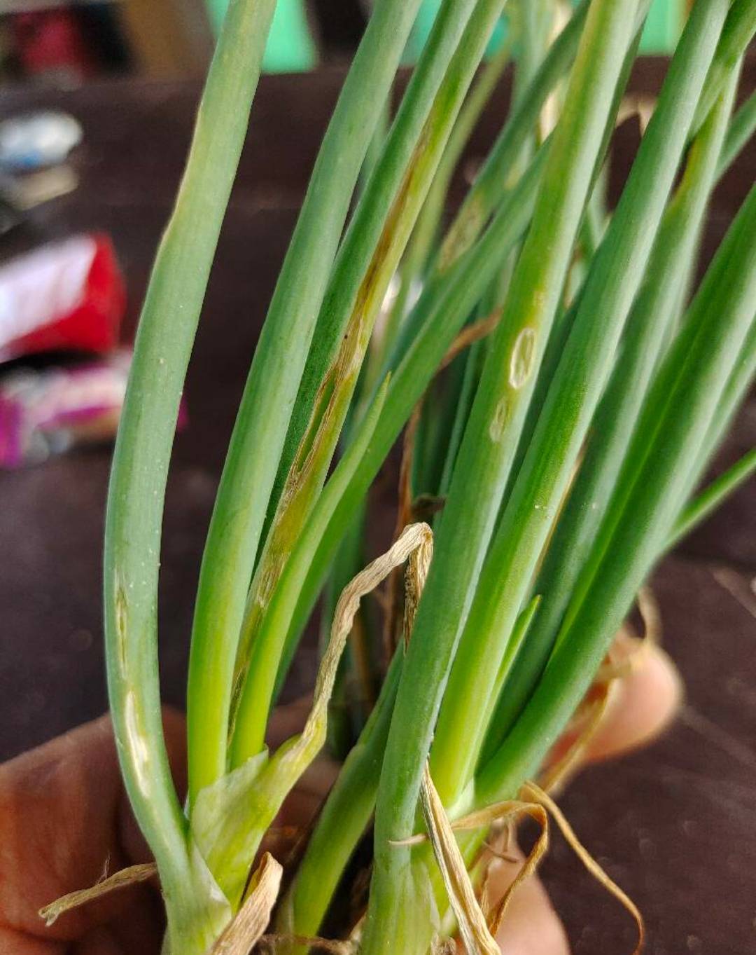 香葱疫病症状