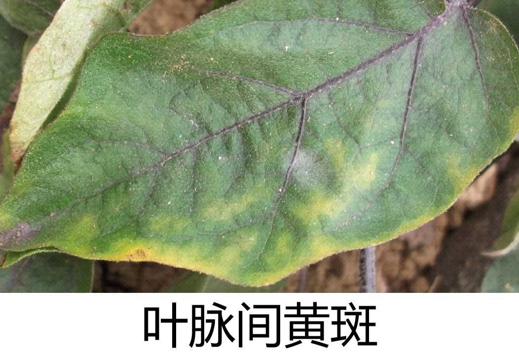 茄子全年病虫害防治