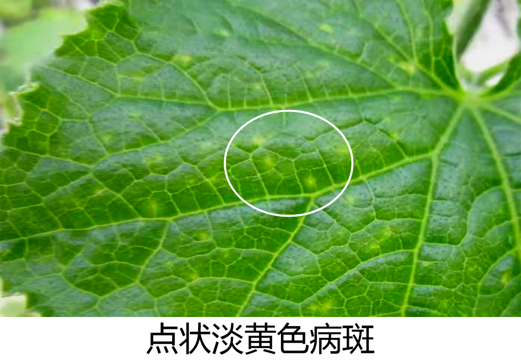 3月三大易发病害靶斑病细菌性角斑病霜霉病如何快速辨别防治