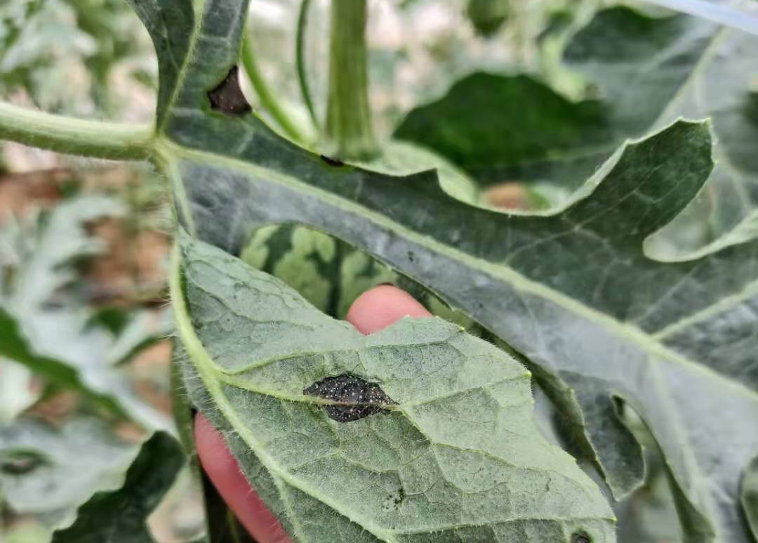 西瓜炭疽病2.jpg