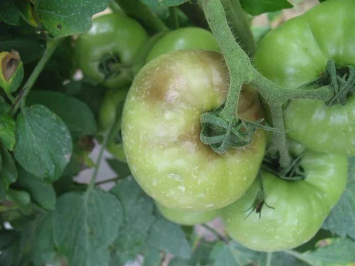 番茄早疫病,晚疫病多发,我们该如何分辨,如何防治?_农极客