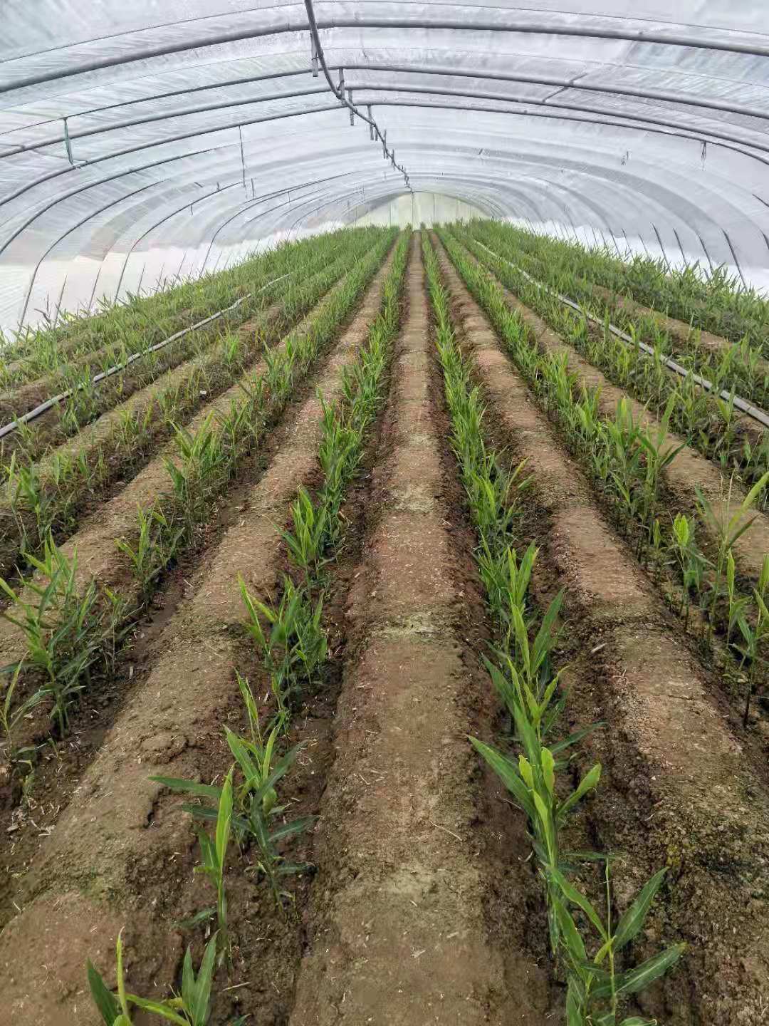 大姜出苗不齐,黄叶怎么办?安徽阜阳常老师用大壮猫肥动丽来搞定(图2)