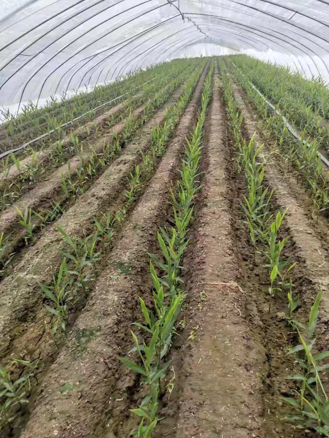 大姜出苗不齐,黄叶怎么办?安徽阜阳常老师用大壮猫肥动丽来搞定(图3)