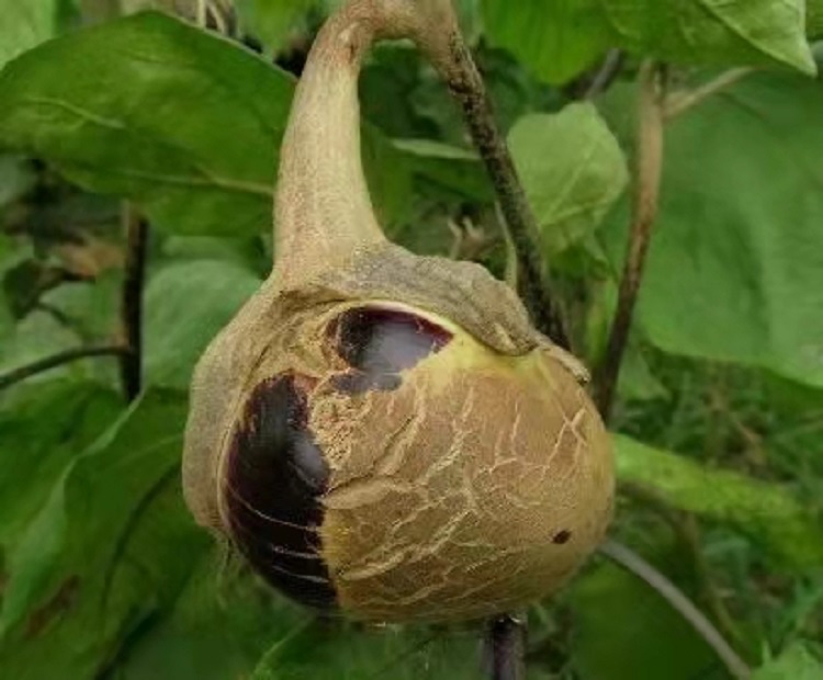 茶黄螨危害 (1).jpg