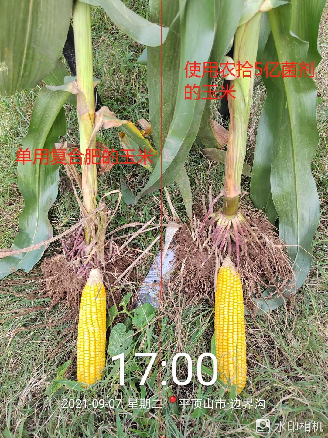 河南玉米对照图.jpg