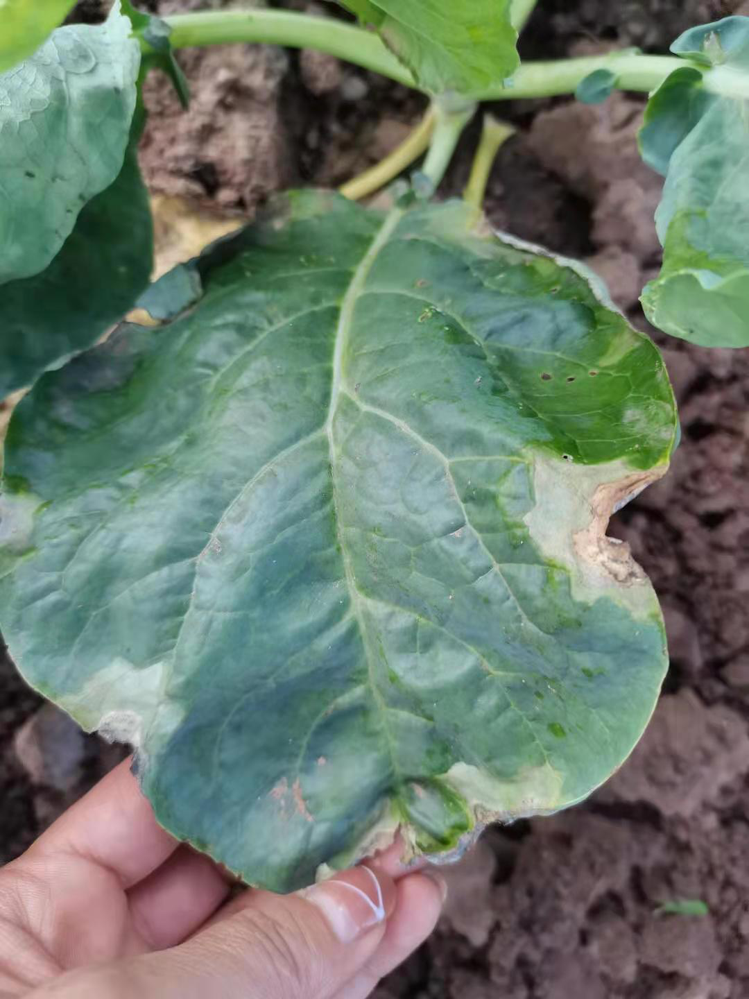 花菜细菌性黑斑病蔓延怎么办?有效控制就用农极客药搭配!_农极客