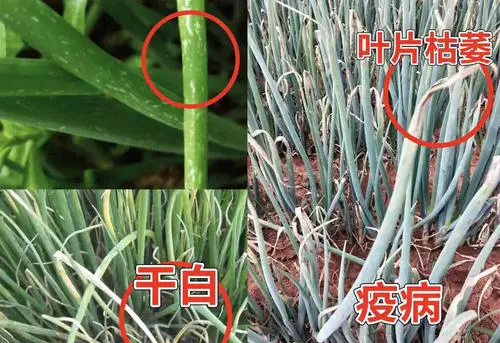 大家在防治病害的时候,会发现使用常规的化学药剂,病害总是反反复复治