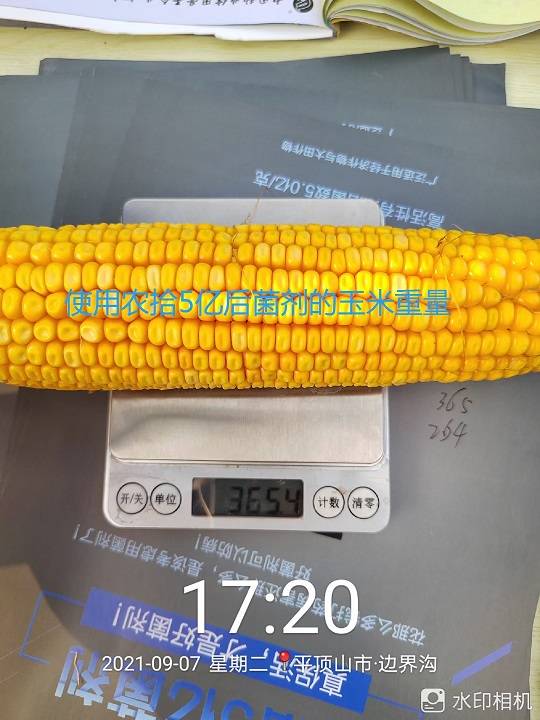 使用过农拾5亿菌剂的玉米棒16行,克重达365g.