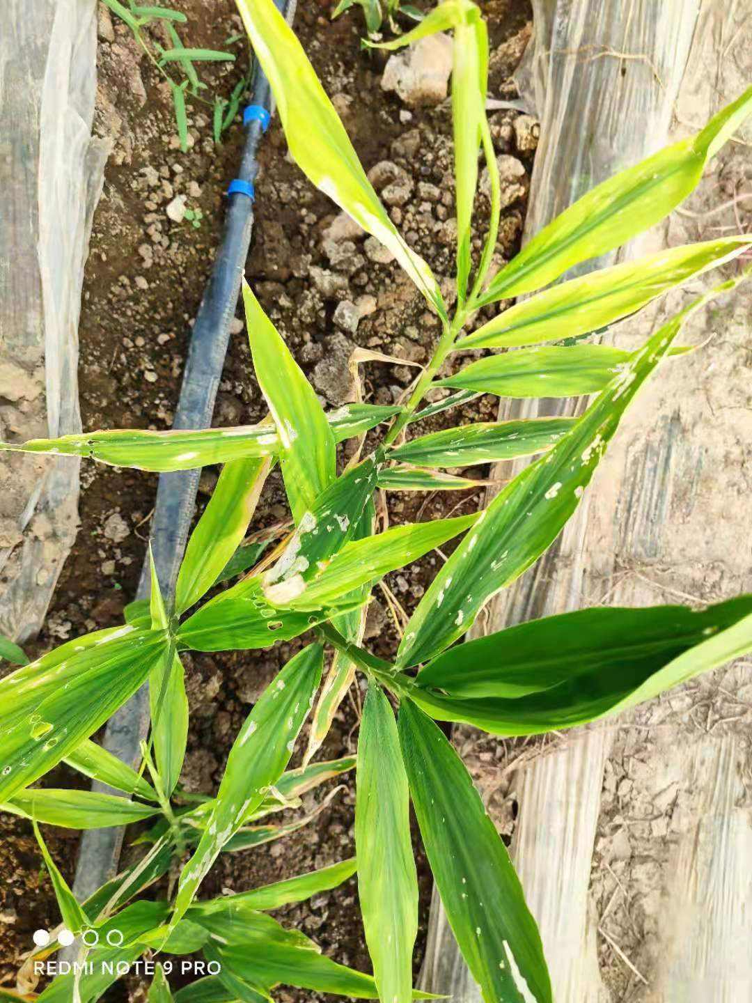 大姜叶斑病严重,打了药不管用,试试农极客药搭配!(图1)