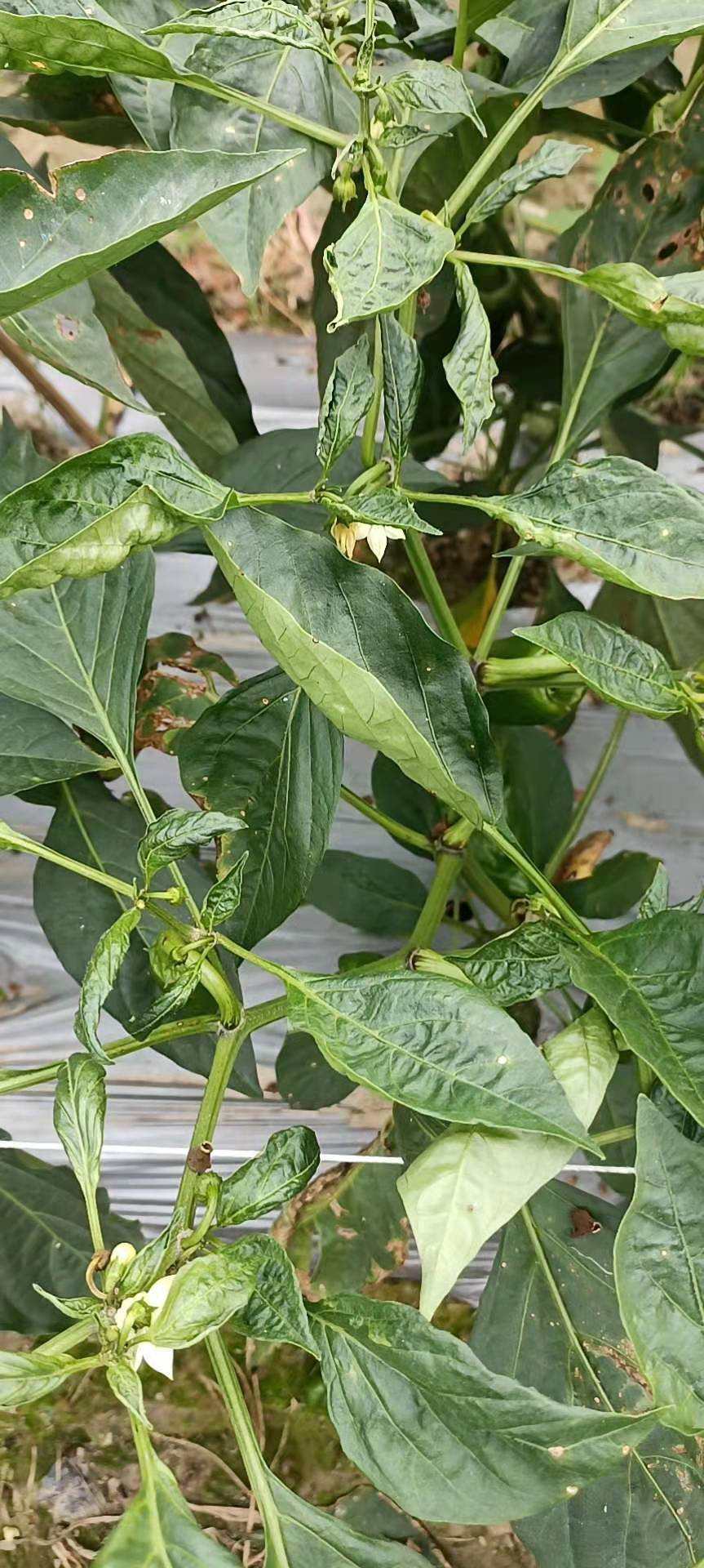 辣椒病毒病该如何防治?农极客小编来给你支招(图1)