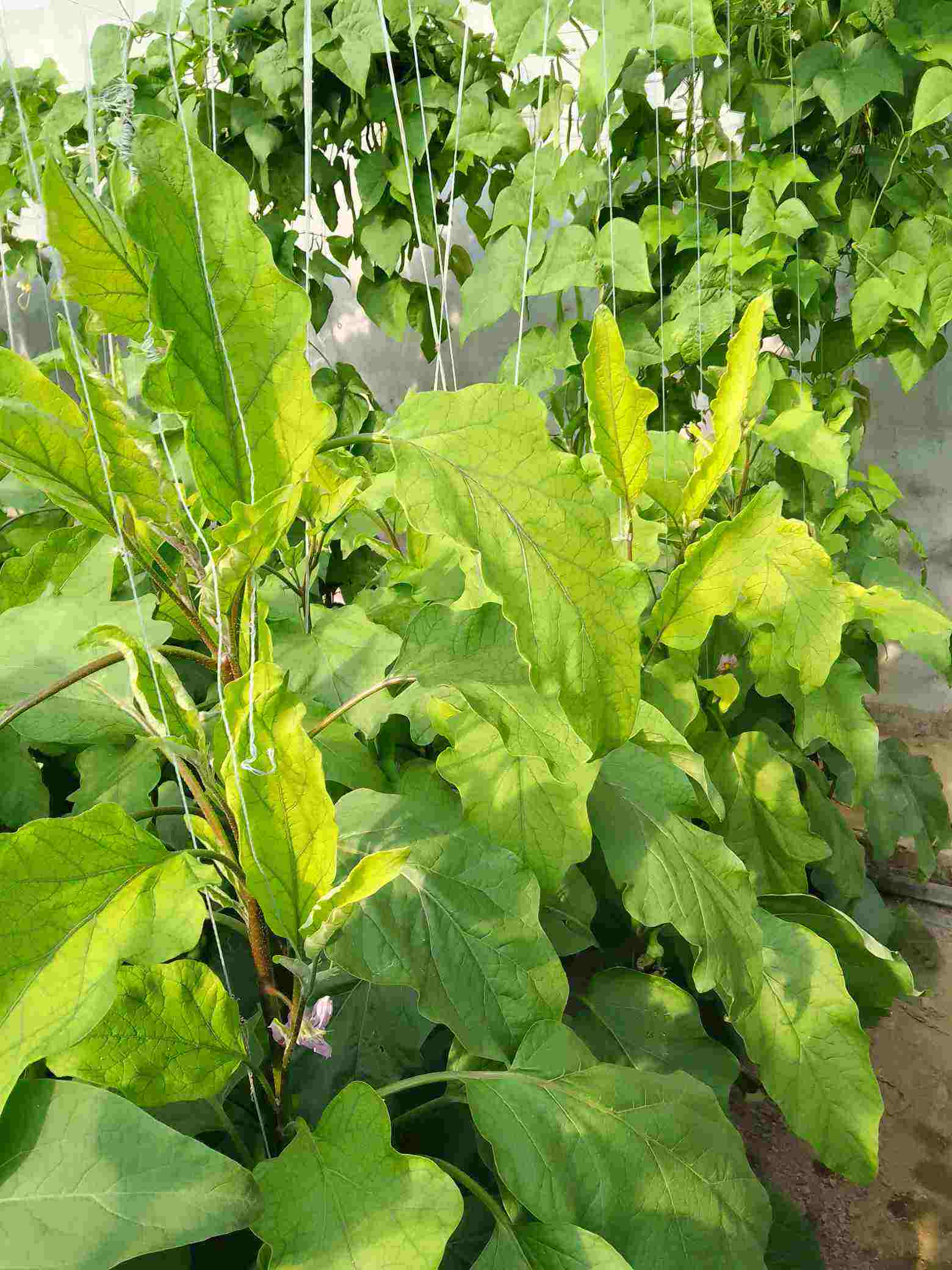 图片中的茄子叶片叶肉发黄,无其他症状,是缺乏中微量元素肥,根系吸收