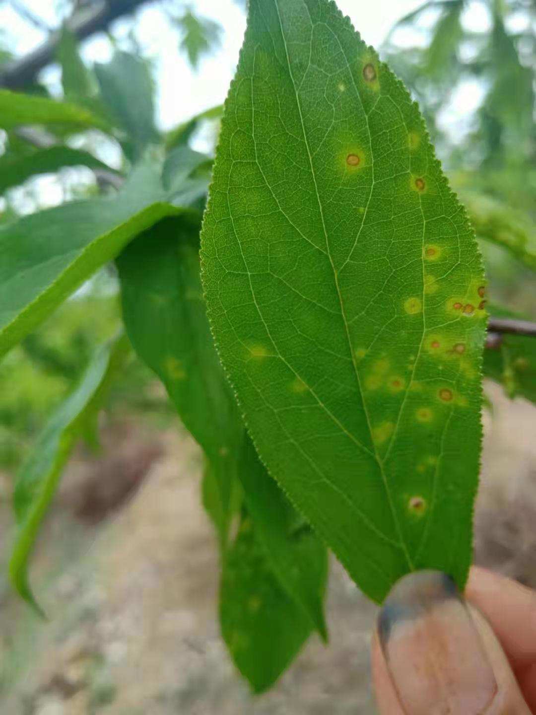 李子用药吡唑醚菌酯5天后出现下图情况是什么原因造成的