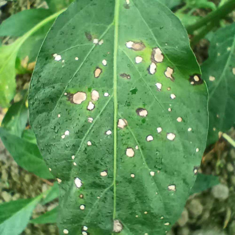 辣椒下部叶片出现灰白色近圆形病斑是什么情况