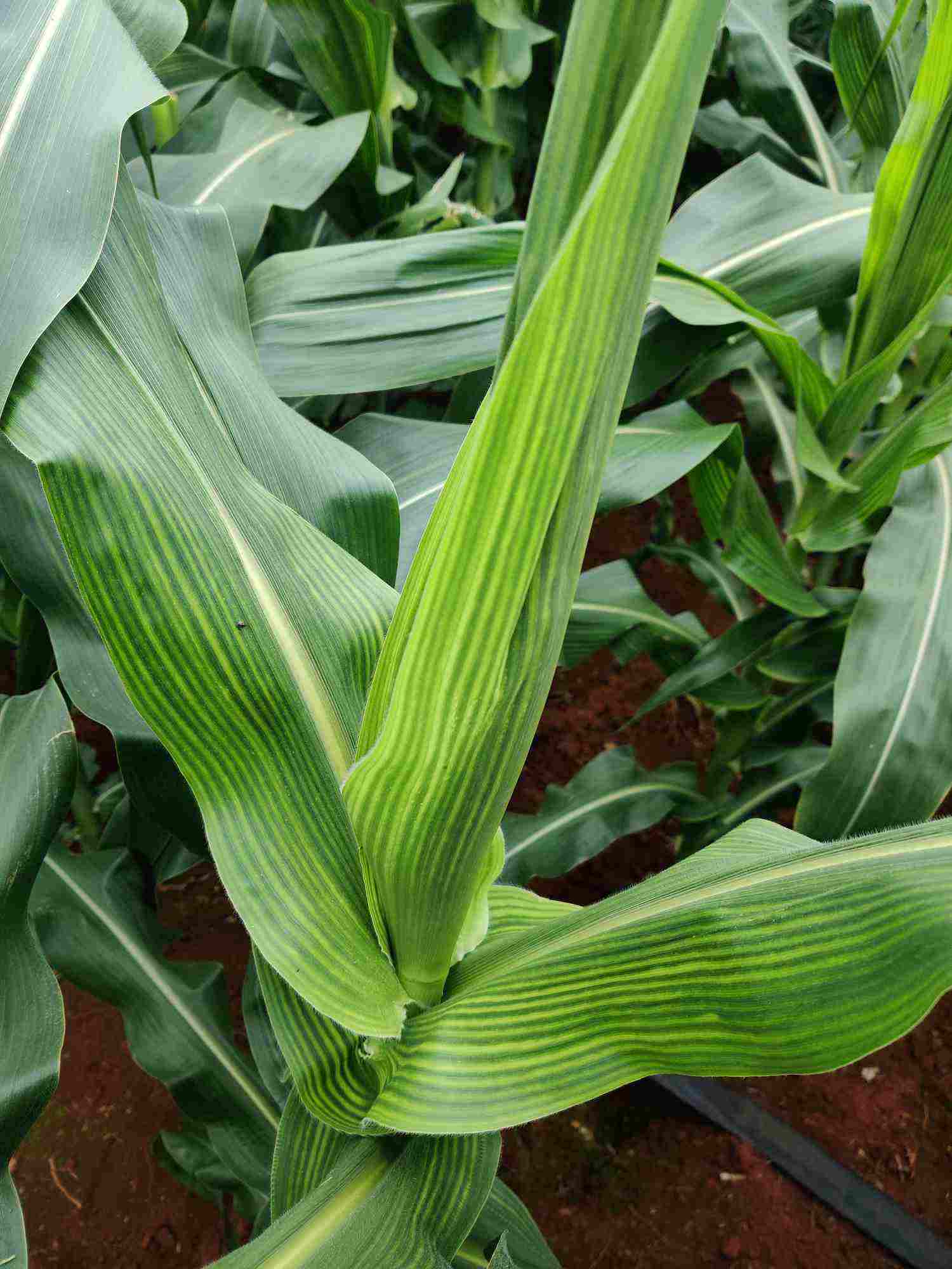 玉米叶片发黄是缺钾吗?农极客老师跟你分析分析_农极客