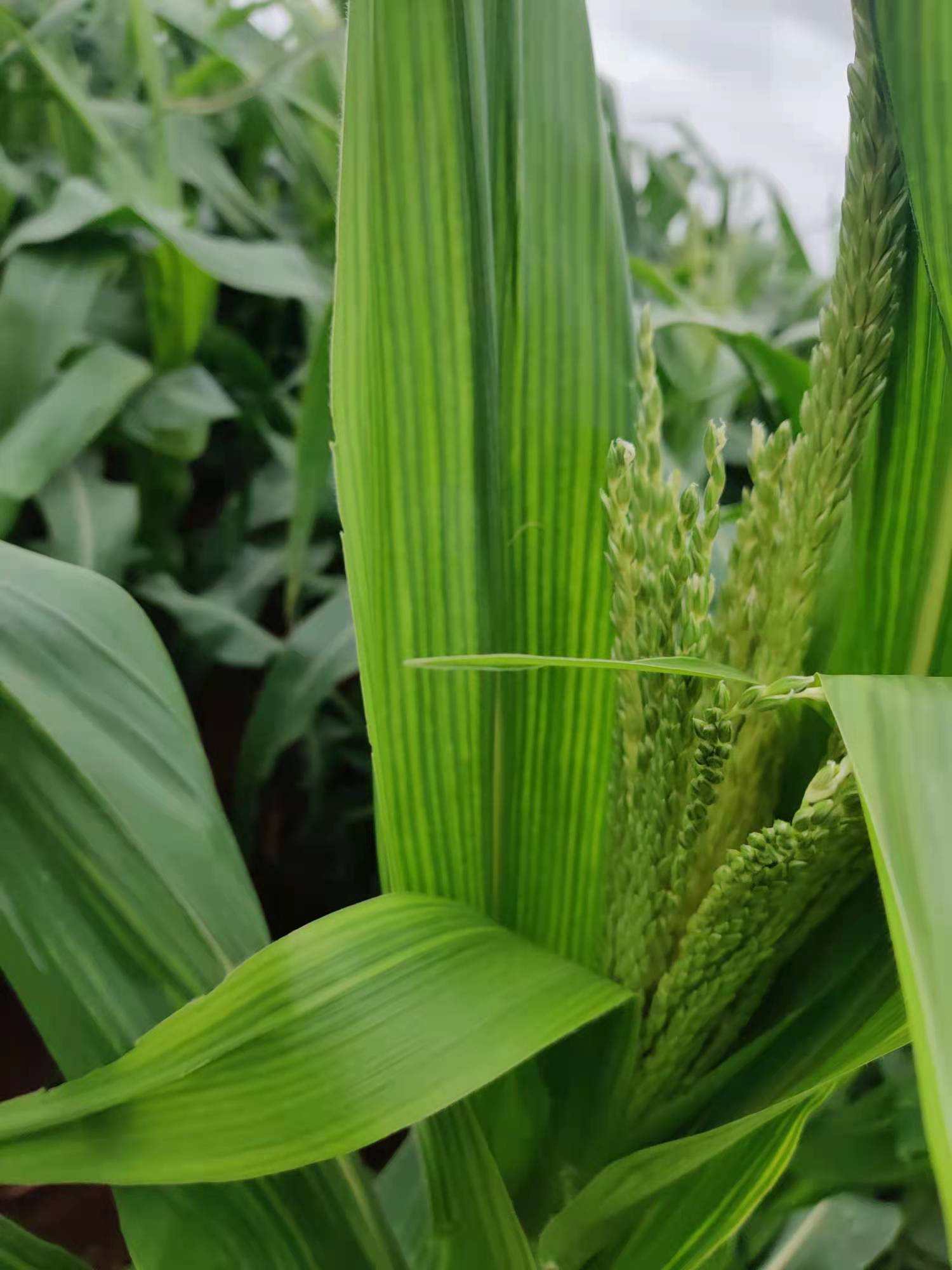 技术老师答复:上图中的玉米叶片叶脉上有淡黄色条纹,后期变为白色