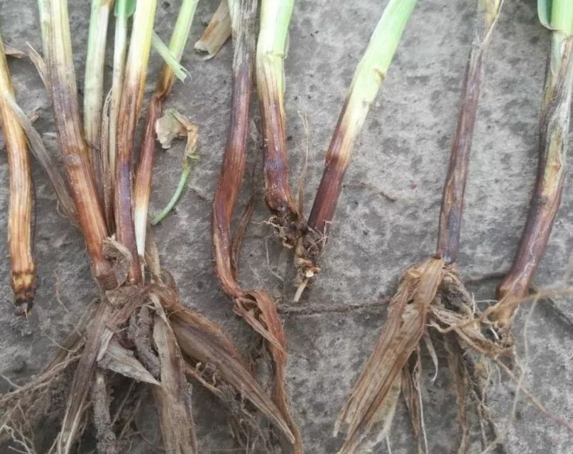 剂,如芸苔素内酯,赤·吲乙·芸苔,氨基寡糖素,二氢卟吩铁,噻苯隆等