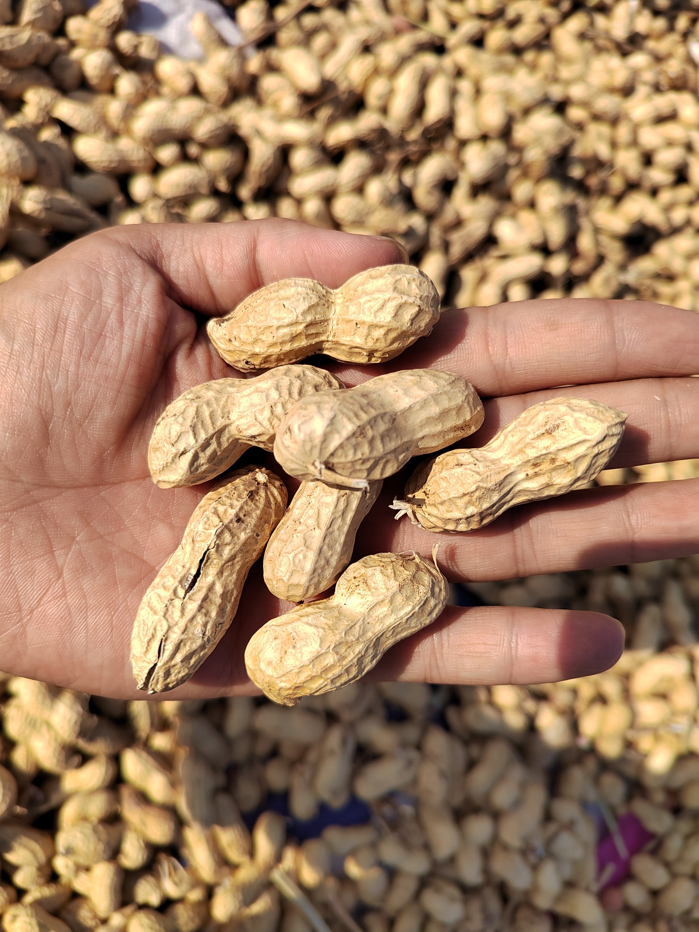 延津花生种植大户用上农极客钙加菌,喜获丰收_农极客